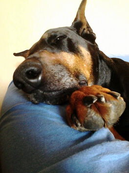 Dobermann Merlin