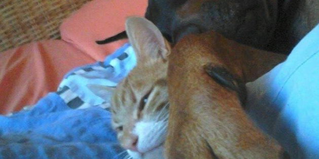 Dobermann Merlin mit seiner Freundin